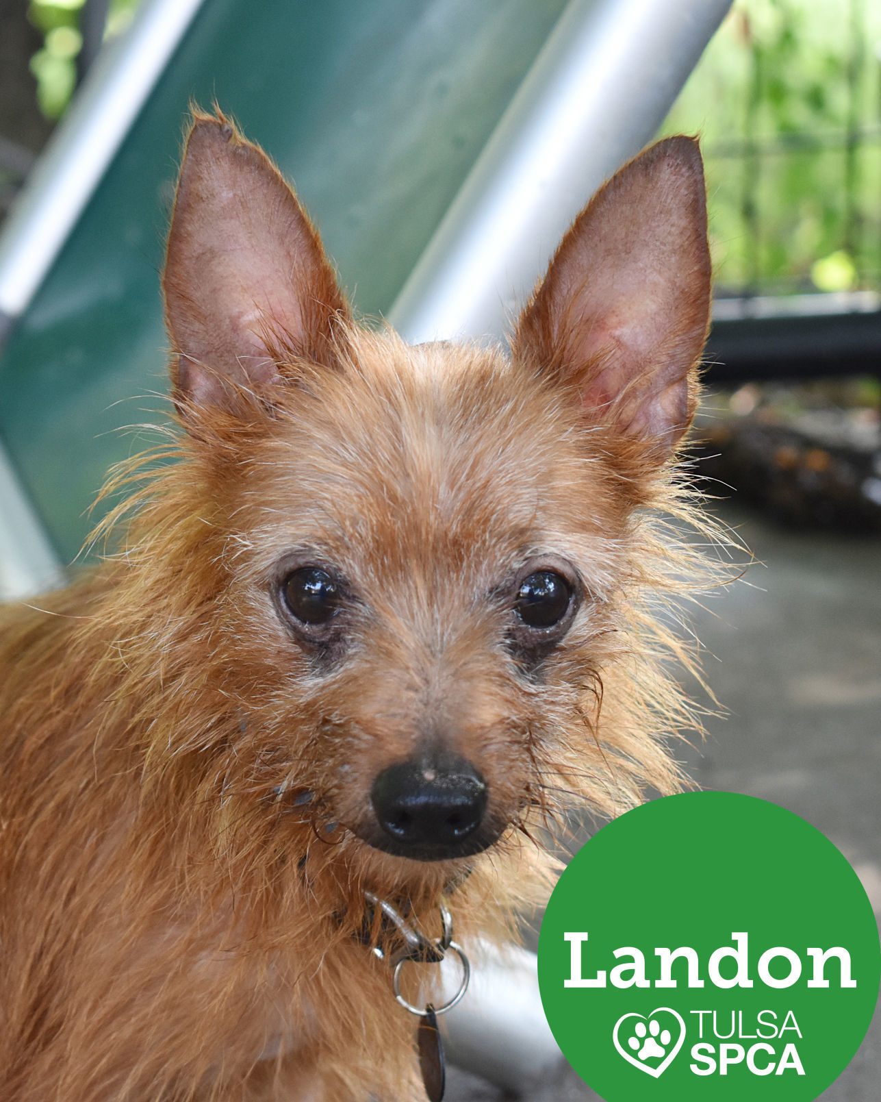 Landon